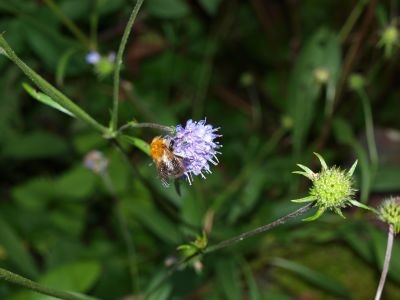 wilde planten - Bij op Blauwe Knoop